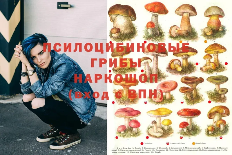 Псилоцибиновые грибы Psilocybe  Куйбышев 